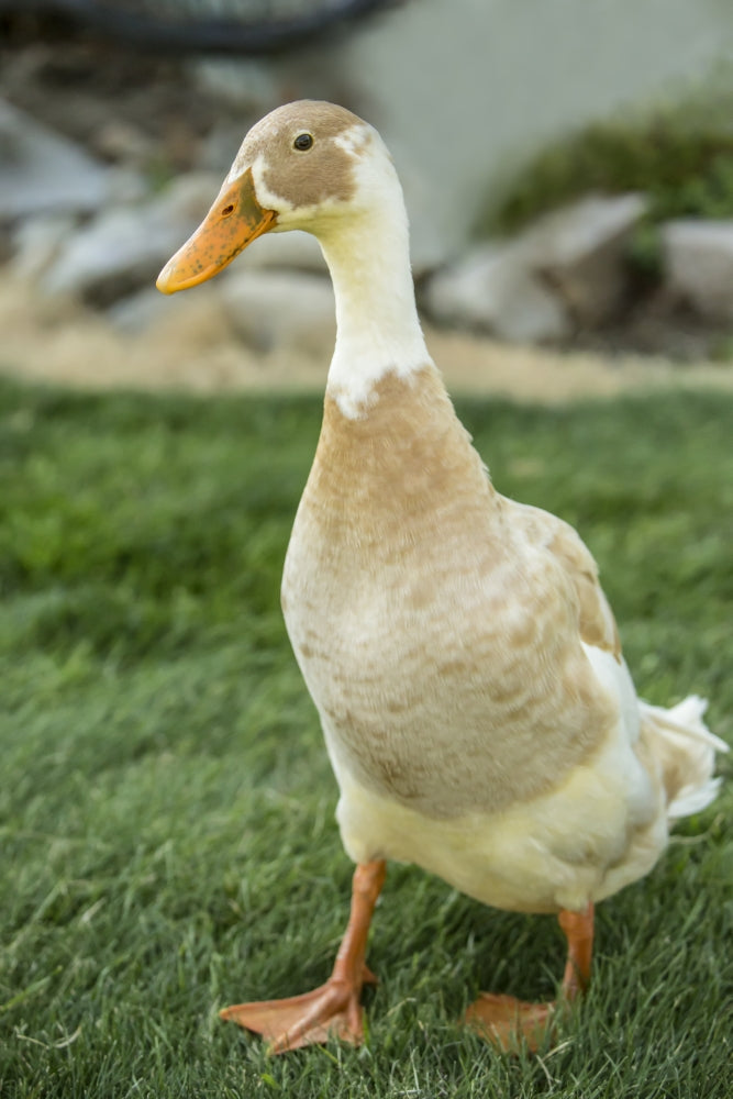 Fawn and White Indian Runner Duck Poster Print by Janet Horton