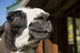 Leavenworth Llama Portrait Poster Print by Janet Horton