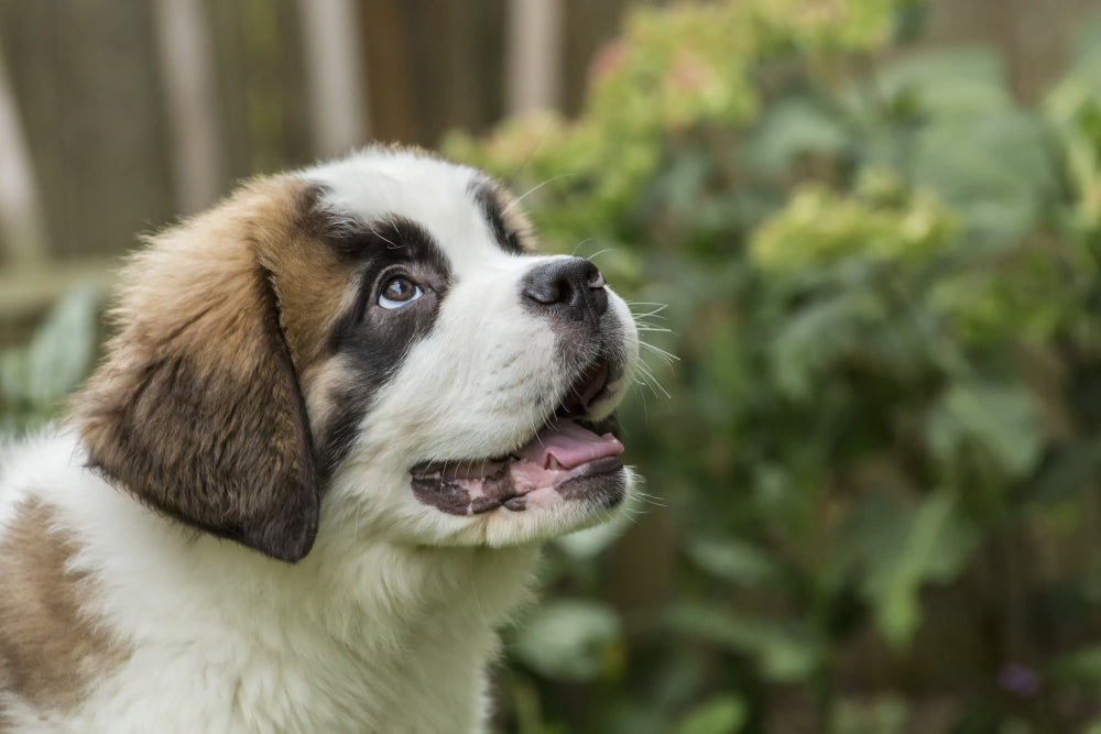 Adorable three-month-old Saint Bernard puppy expecting a treat poster print.