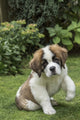 Portrait of a Saint Bernard puppy in the yard, by Janet Horton.