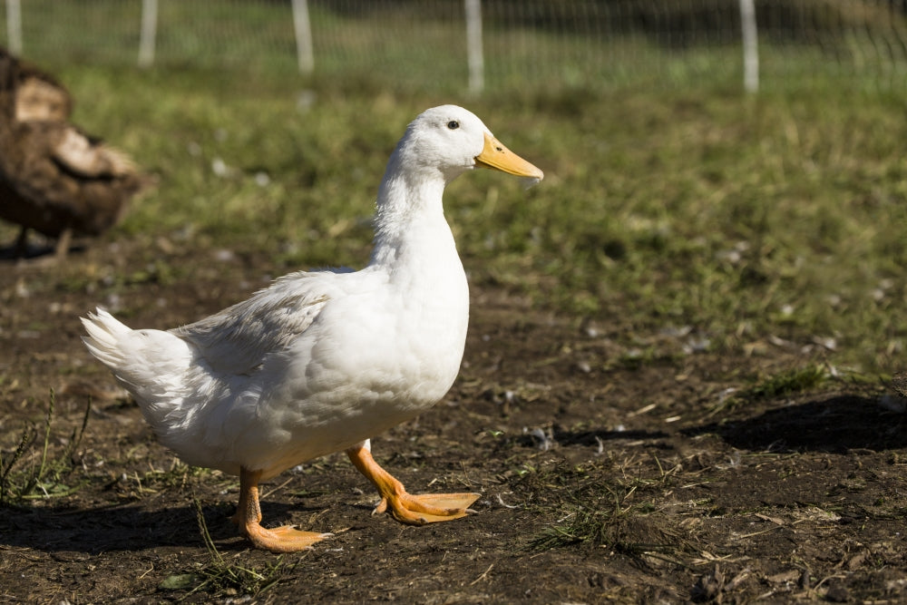Free-range Pekin duck walking in Carnation, WA poster print by Janet Horton.