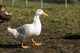Free-range Pekin duck walking in Carnation, WA poster print by Janet Horton.