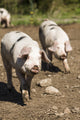 Gloucestershire Old Spots pigs running poster print by Janet Horton.