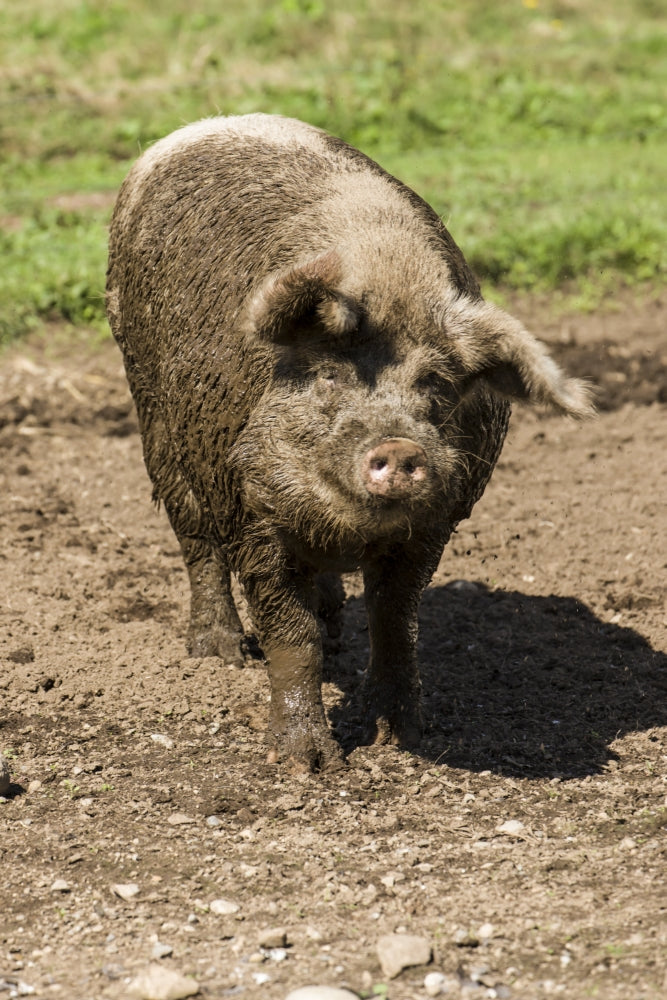 Muddy Gloucestershire Old Spots pig shaking off mud poster print by Janet Horton.