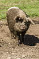 Muddy Gloucestershire Old Spots pig shaking off mud poster print by Janet Horton.