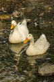 Pekin ducks swimming in a stream, serene nature poster print by Janet Horton.