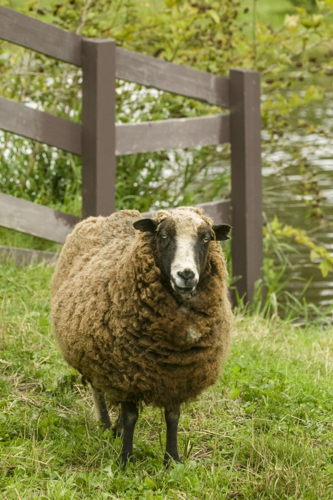 Jacob Sheep grazing in pasture by wooden fence in Fall City, WA poster print.