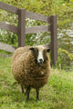 Jacob Sheep grazing in pasture by wooden fence in Fall City, WA poster print.