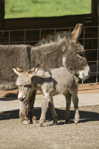 Affectionate Mother and Foal Mediterranean Miniature Donkey Poster Print