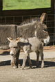 Affectionate Mother and Foal Mediterranean Miniature Donkey Poster Print