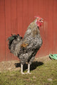 Carnation WA Hybrid Black Leghorn and Rhode Island Red rooster poster print by Janet Horton.