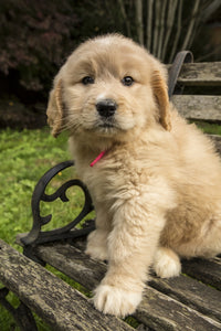 Goldendoodle puppy sitting on rustic wooden bench poster print