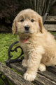 Goldendoodle puppy sitting on rustic wooden bench poster print
