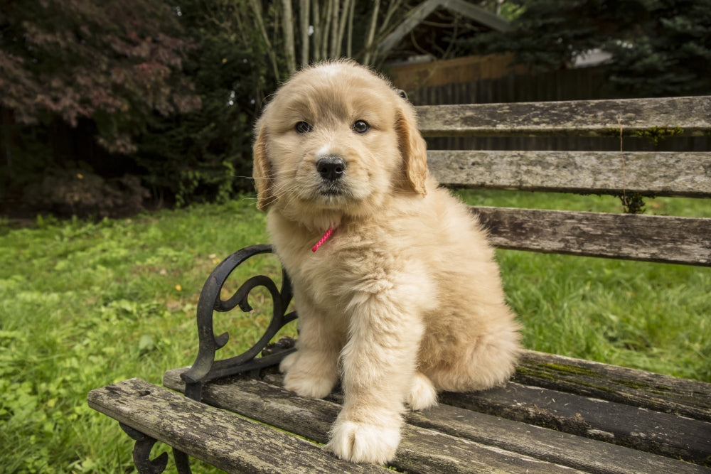 Cute seven-week Goldendoodle puppy sitting on rustic wooden bench poster print.