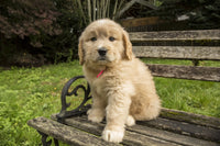 Cute seven-week Goldendoodle puppy sitting on rustic wooden bench poster print.