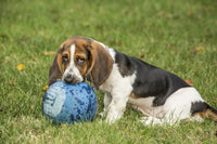 Basset puppy chewing a kick ball in the yard poster print by Janet Horton