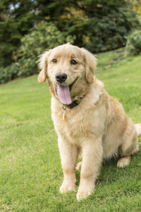 Golden Retriever puppy posing on a lawn poster print