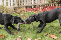 Black Labrador Retriever puppies playing tug on the lawn poster print.