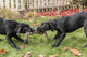 Black Labrador Retriever puppies playing tug on the lawn poster print.