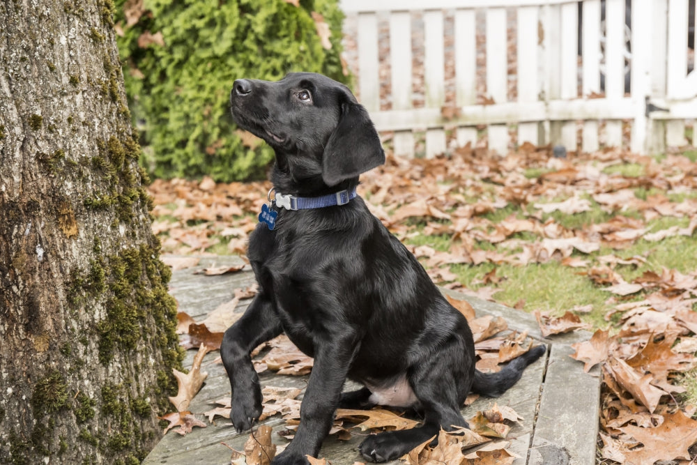 Black Labrador Retriever puppy begging for a treat poster print by Janet Horton
