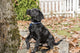 Black Labrador Retriever puppy begging for a treat poster print by Janet Horton