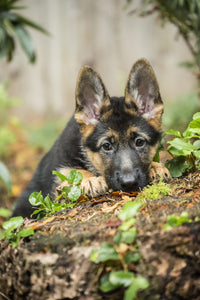 Shy German Shepherd Poster Print by Janet Horton peeking over a stump.