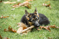 German Shepherd puppy chewing on a stick in a yard - Poster Print