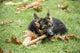 German Shepherd puppy chewing on a stick in a yard - Poster Print