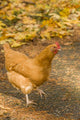 Free-Ranging Buff Orpington Chicken Poster Print by Janet Horton
