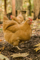 Buff Orpington chickens poster print by Janet Horton featuring vibrant colors.