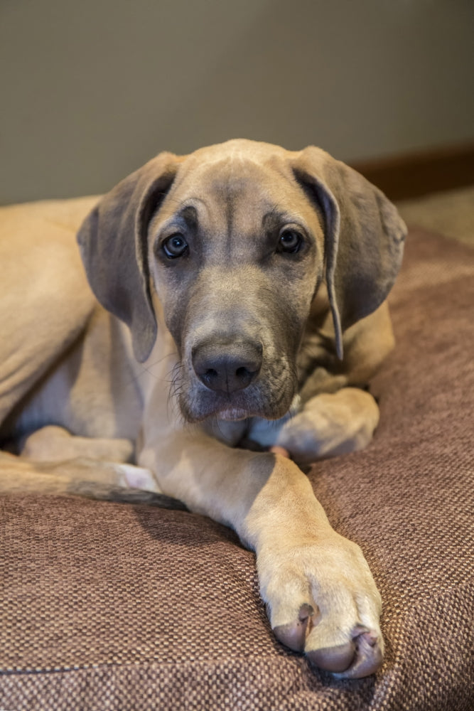 Great Dane puppy resting on bed poster print by Janet Horton.