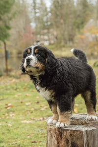 Bernese Mountain puppy standing on tree stump in park.
