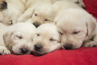 One-month-old yellow Labrador puppies poster print.