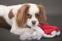 Mischievous 9-month-old Cavalier King Charles Spaniel poster print by Janet Horton