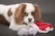 Mischievous 9-month-old Cavalier King Charles Spaniel poster print by Janet Horton