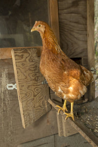 Red Star hen inside a custom-made chicken coop poster print