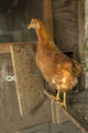 Red Star hen inside a custom-made chicken coop poster print