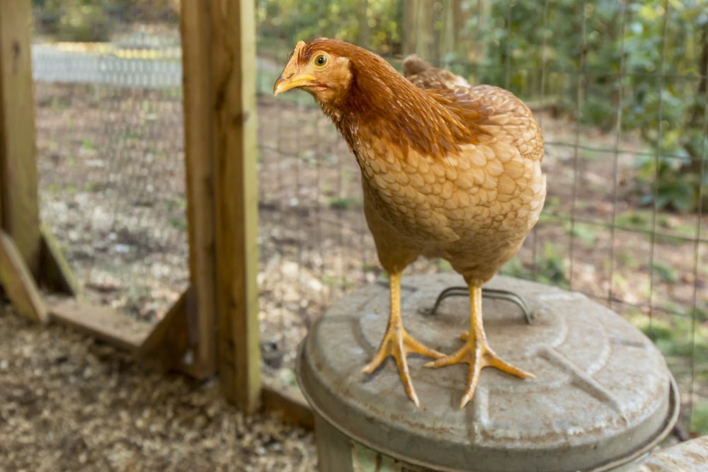 Red Star hen standing on a metal can full of food poster print
