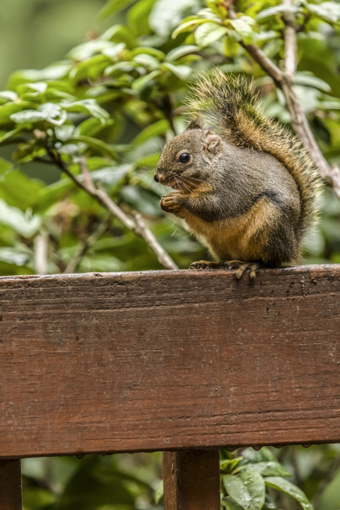 Douglas squirrel sitting on a deck railing eating a nut poster print