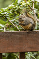 Douglas squirrel sitting on a deck railing eating a nut poster print