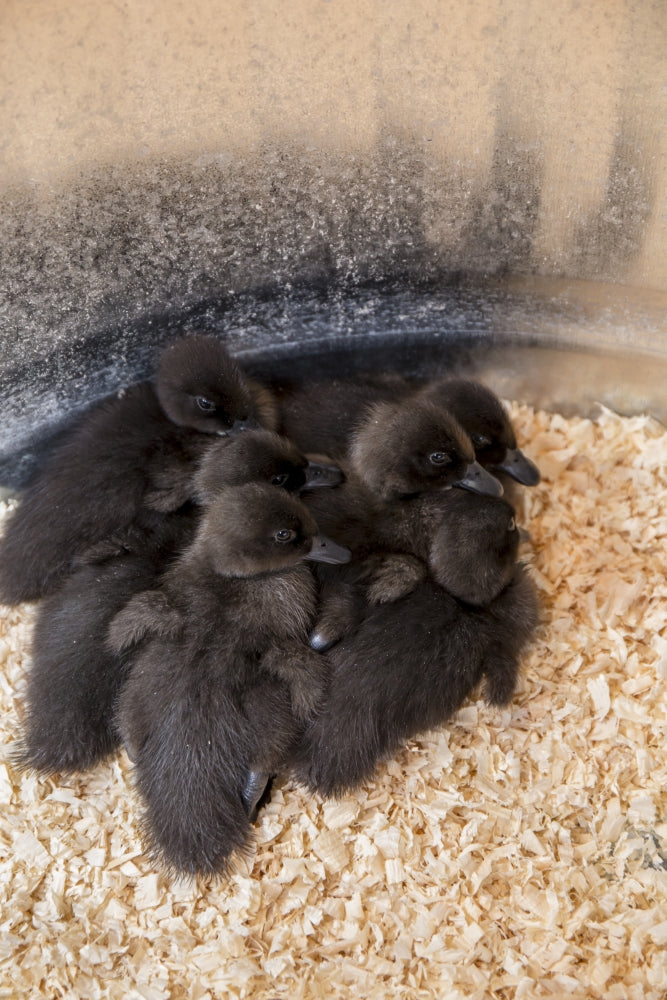 Cayuga ducklings huddled together under a heat lamp poster print