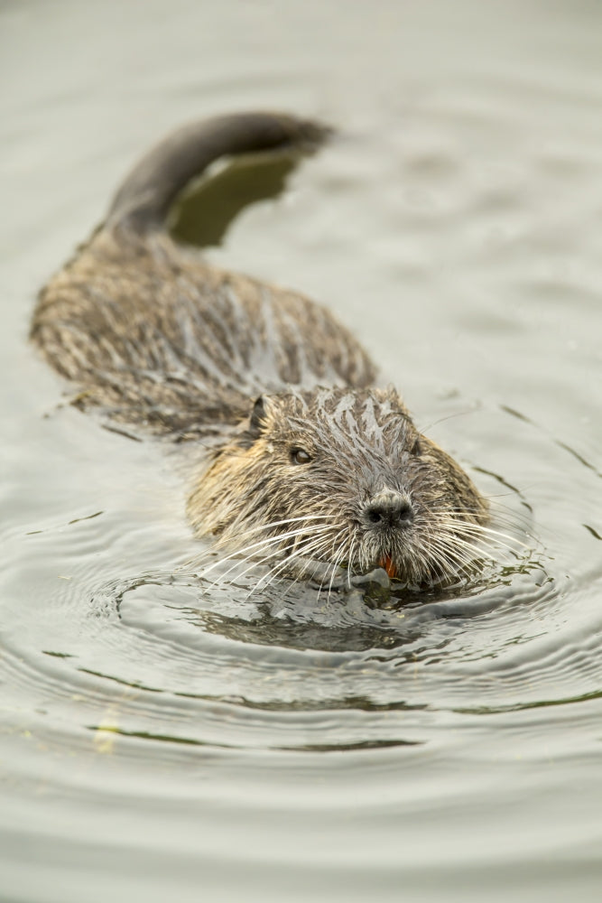 Nutria swimming in Ridgefield National Wildlife Refuge poster print by Janet Horton.