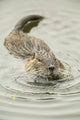 Nutria swimming in Ridgefield National Wildlife Refuge poster print by Janet Horton.