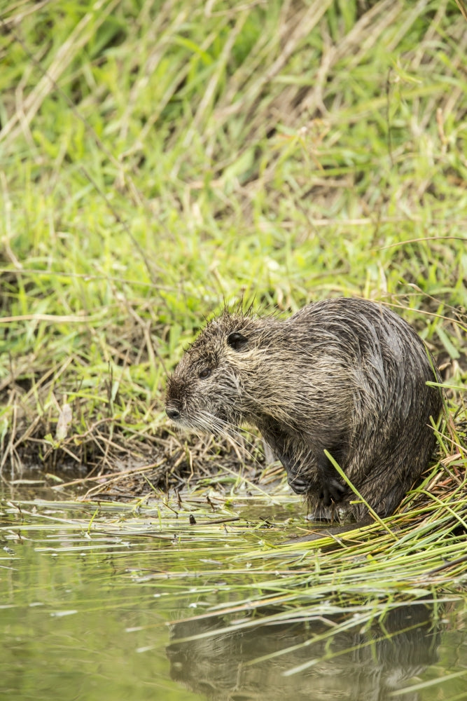 Nutria scratching in Ridgefield National Wildlife Refuge poster print by Janet Horton