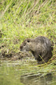 Nutria scratching in Ridgefield National Wildlife Refuge poster print by Janet Horton