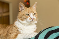 Domestic Short-Hair Cat Deep in Thought Poster Print by Janet Horton
