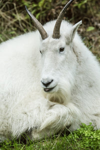 Mountain Goat resting at Northwest Trek Wildlife Park poster print