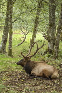 American elk bull resting in Northwest Trek Wildlife Park poster print by Janet Horton.