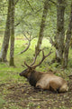 American elk bull resting in Northwest Trek Wildlife Park poster print by Janet Horton.