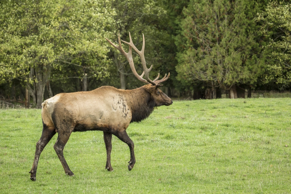 American elk bull walking in Northwest Trek Wildlife Park meadow poster print by Janet Horton.